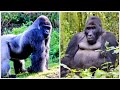 உலகில் வாழும் முரட்டுத்தனமான எட்டு விலங்குகள் most biggest animals in world tamilgalattanews