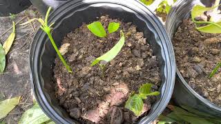 Biological natural potting soil, the enzymes role in growing plants.