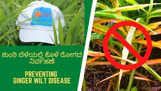 ಶುಂಠಿ ಕೊಳೆಯುವ ರೋಗ ತಡೆಯುವ ವಿಧಾನ | Bidar Young Farmers | Protecting Ginger Crop from Wilt Diseases