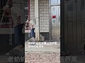 70多岁老奶奶站在石碾上面压芦苇！动作行云流水！ 中国新闻 china 搞笑 love