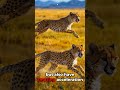 cheetahs – the fastest animals on earth ⚡ facts animalfacts animals nature