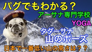 パグがヨガのポーズを解説します⁉︎    【002タダーサナってなぁに？】