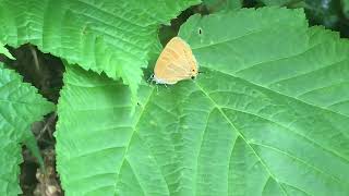 アカシジミ Japonica lutea 2022/06/24 医王山 Iouzen, Butterfly of Japan