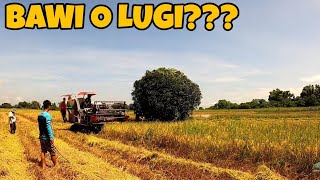 EP791 (Part2): RICE CROP HARVEST, BAWI O LUGI???