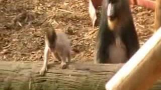 Mandrill Baby!