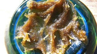 Concentrate Review: Beezle 90u Fresh Frozen Cookies