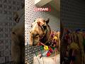 Qurbani 2026 | Camel Sacrifice #camel #qurbani #trending #viral #eid #shorts #animals #pets