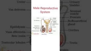 Male Reproductive System #biology #diagram #anatomy