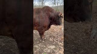 Will Redford get any bigger #rufusthebull #cattlefarm #bull #cow #farm