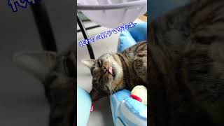 【猫動画】配送待っても良かったんじゃね?の元野良ボス猫😆💕#shorts #cat #猫のいる暮らし #キジトラ