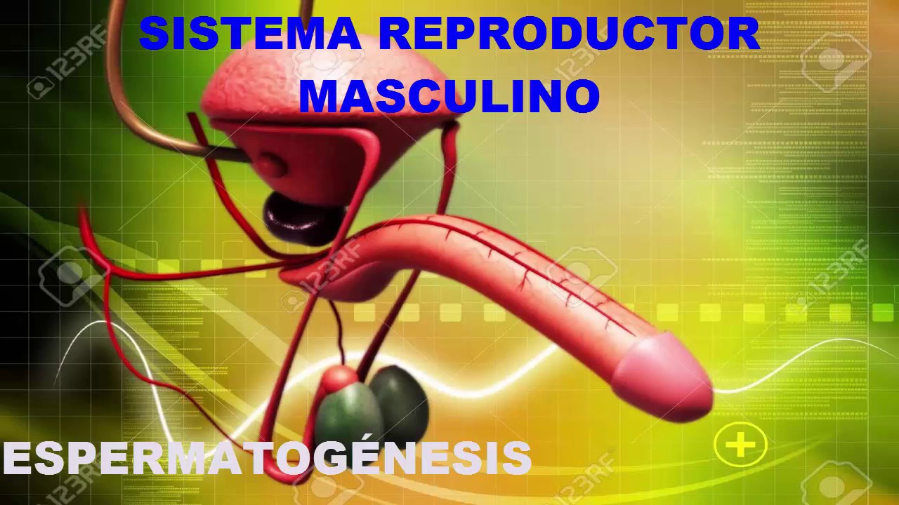 Aparato Reproductor Masculino Imagenes