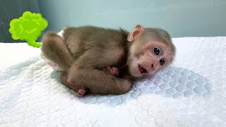 Oh No! Monkey Mynu stomach pain pooping makes mom worried