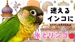 【ウロコインコ】迷えるインコに水とリンゴを与えたもろう、、、？