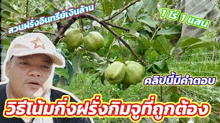 EP.137 วิธีโน้มกิ่ง ฝรั่งกิมจู ที่ถูกต้อง ช่วยเพิ่มผลผลิต | ไร่คำกวี เกษตรอินทรีย์ วิถีพึ่งตนเอง