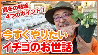 １～２月イチゴ栽培は４つのポイントに要注意！家庭菜園や農園の苺栽培で実施したい管理方法を徹底解説！実は冬でもイチゴの実がつく！？【農園ライフ】