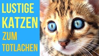 Katzen Lustiges Katzen Video Zum Totlachen Lustige Katzen