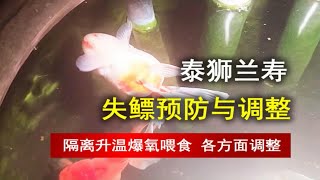 泰狮兰寿失鳔预防与调整，要注意预防