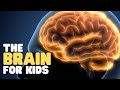 The Brain For Kids | Learn Cool Facts About The Human Brain