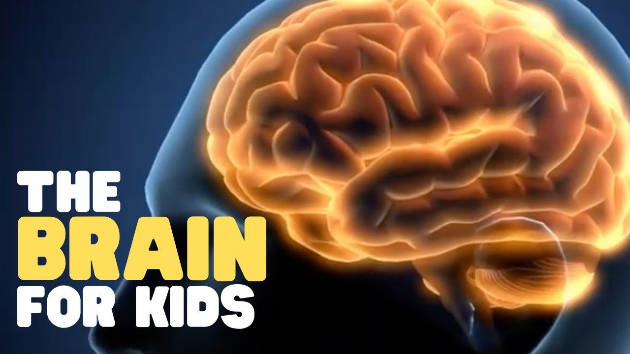 The Brain For Kids | Learn Cool Facts About The Human Brain - YouTube