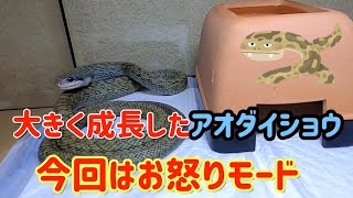 成長したアオダイショウ君！今回はお怒りモード！お怒りでもマウスを美味しそうに食べます。