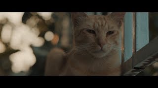 The Ginger Cat | Sony A6400 (120 FPS)