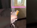 0.00000000000.1 milliseconds later oh it’s not scary anymore birds memes funny