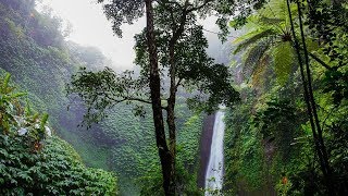 PLUIE TROPICALE Bruits Jungle & Tonnerre ⏩ Relaxation Antistress Sommeil Étude ⏩TROPICAL RAIN 6H