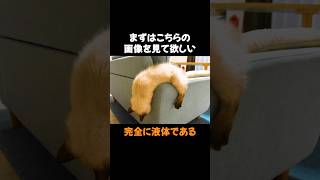 論文で証明された『ねこ液体説』とは#動物 #雑学