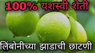 लिंबोनीच्या झाडाची छाटणी आणि व्यवस्थापन|| LemonTree|| Limbu|| How to cutting of LemonTree\u0026management