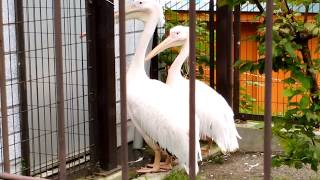 おびひろ動物園 2017.08.14 DSC 0045