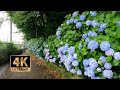 【4K Walk】Beautiful hydrangea flowers street in Tokyo, Japan 東京、飛鳥山公園の紫陽花道散歩