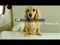 オススメ！犬とのんびりな一日の過ごし方｜ミニチュアダックスフンドのかわいい日常 no.517