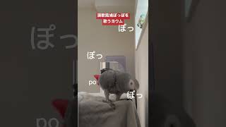 【癖強】鳩ぽっぽを演歌風にアレンジして歌うヨウムのチキンマン