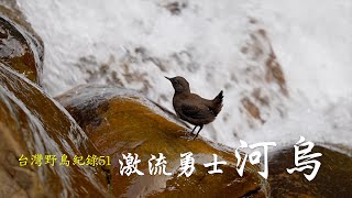 【台灣野鳥紀錄51----激流勇士河烏】Birds of Taiwan｜Brown Dipper｜潛水高手｜育雛｜水中｜抓蝦｜覓食｜巧克力｜幼雛｜Sony A1