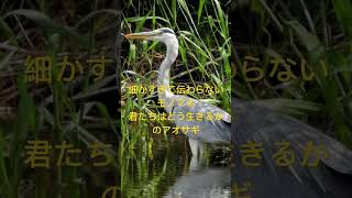 細かすぎて伝わらないモノマネ           君たちはどう生きるかのアオサギ   #君たちはどう生きるか