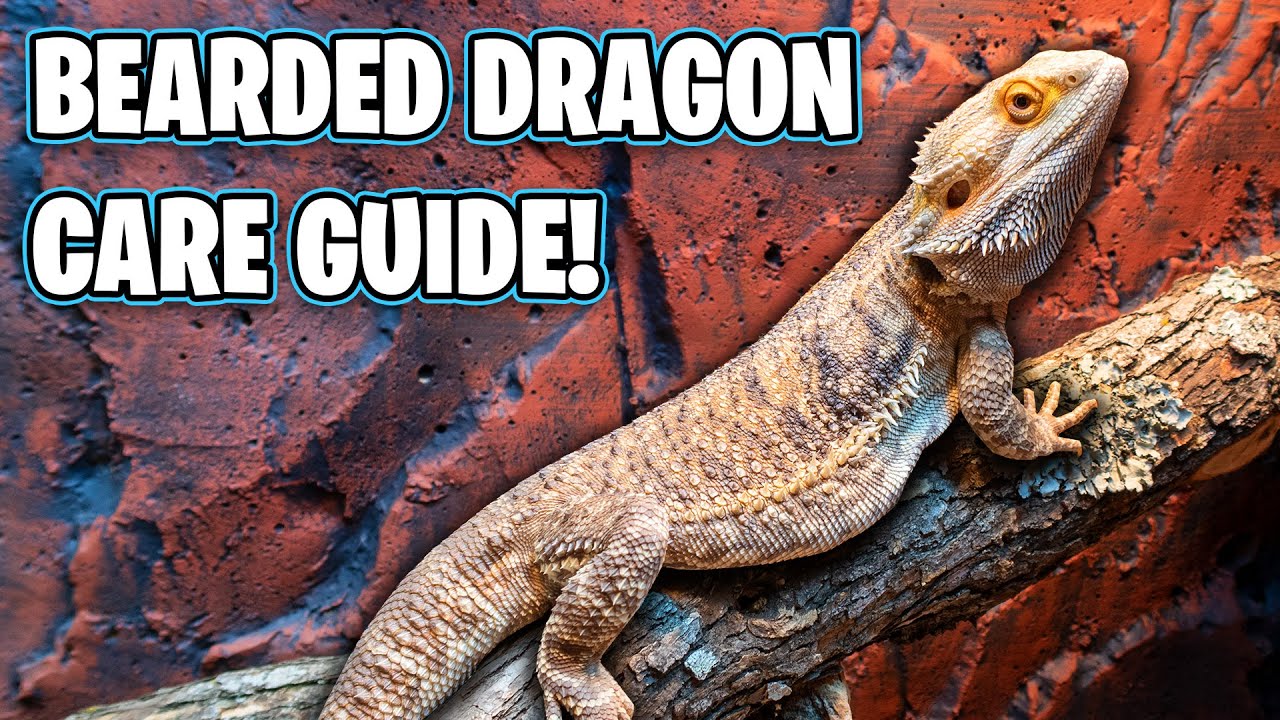 Bearded Dragon Care Guide Beginners Guide Dog Potato