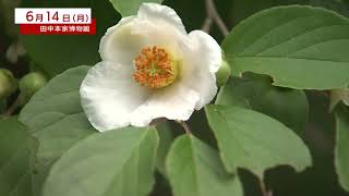 【ニュースウオーカー】田中本家博物館　沙羅の花（夏椿）