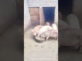 process of feeding captive pigs