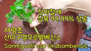 삽목 99.999 퍼센트 성공 목대사랑초 Oxalis Sanmiguelii ssp Urubambensis(산미구엘 우르밤벤시스)(Eng, Kor Sub)