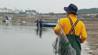 투망낚시! 홍성 궁리항 cast a net  I take you by net.