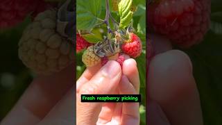 Picking Fresh Raspberry Is So Much Fun #fruit #garden #agriculture