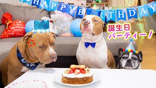 ロッキー3歳の誕生日パーティー！プレゼントに大喜び！レイも食べ物に大騒ぎ？！【アメリカンピットブル】