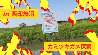 西印旛沼　カミツキガメ探索I　Ver.馬