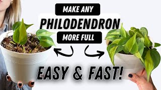 How To Make Philodendron Houseplants Bushier! EASY | GROW HUGE PHILO PLANTS AT H
