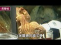 nma 2010.07.09 動新聞 章魚哥神算6連中 德國佬威脅吃了牠