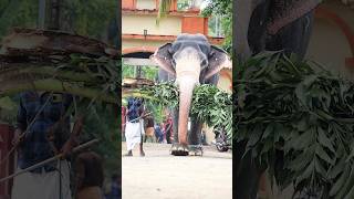 തടത്താവിള രാജശേഖരൻ 🐘