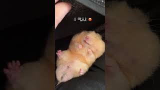 鼠鼠今天就喜欢躺在你腿上睡觉、吃东西、 #cutepet #hamsters #vlog #fyp #shorts #可爱 #仓鼠 #仓鼠日常 #我家有熊熊