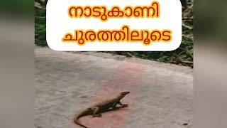 Nadukani churathiloode oru Yatra  || നാടുകാണി ചുരത്തിലൂടെ ഒരു യാത്ര