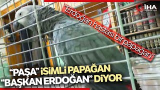 Bu Papağan Tam Bir Erdoğan Hastası Söylediklerini Duyanlar Ses Kaydı Sanıyor