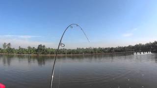 BARRAMUNDI Fishing : Fight around 5kg 09JAN2016